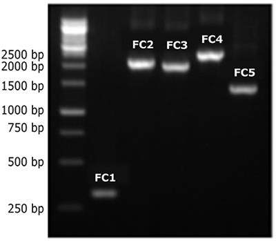 Polymorphism in Mitochondrial Group I Introns among Cryptococcus neoformans and Cryptococcus gattii Genotypes and Its Association with Drug Susceptibility